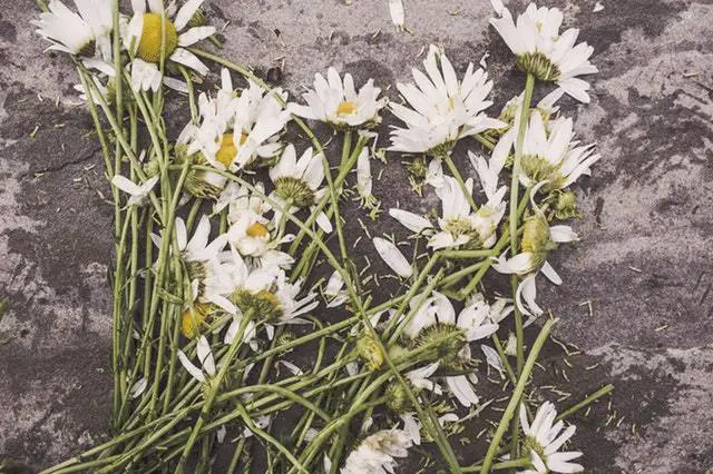 flowers on grave