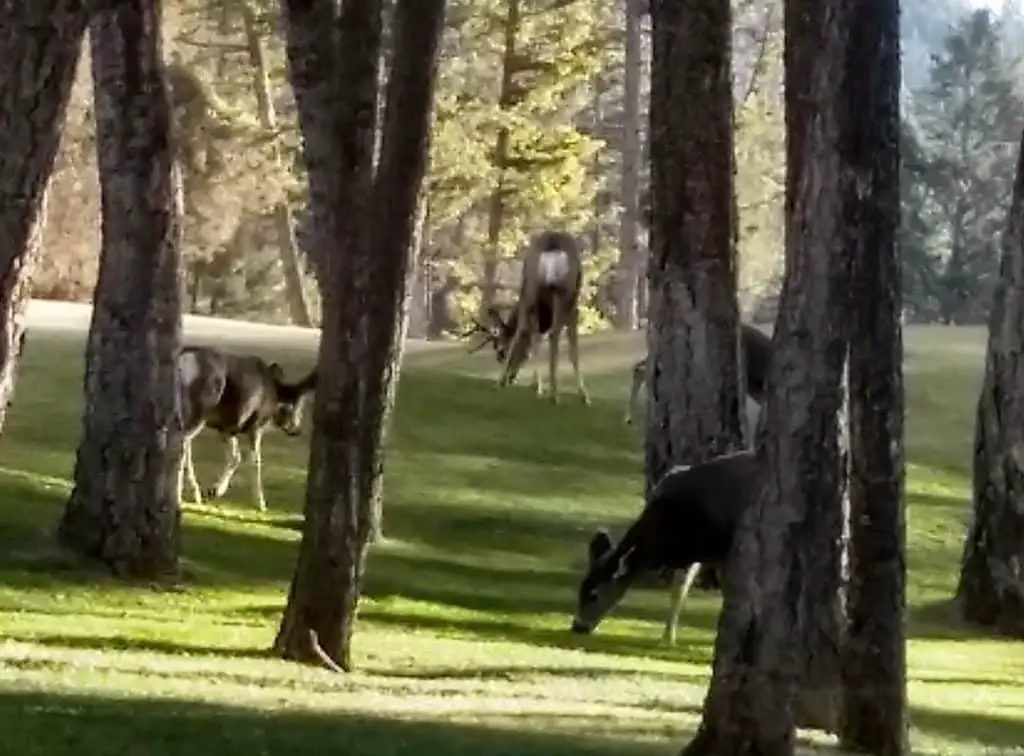 deer at fairmont deer at fairmont